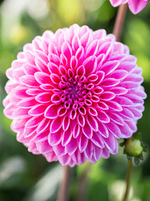 Dahlia Sandra