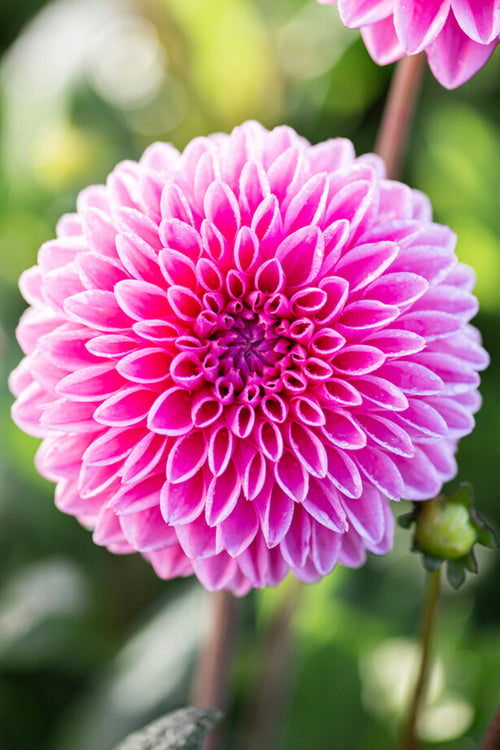 Pink Dahlia Sandra Tubers