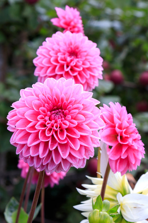 Dahlia Sandra - DutchGrown