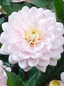 Dahlia Silver Years