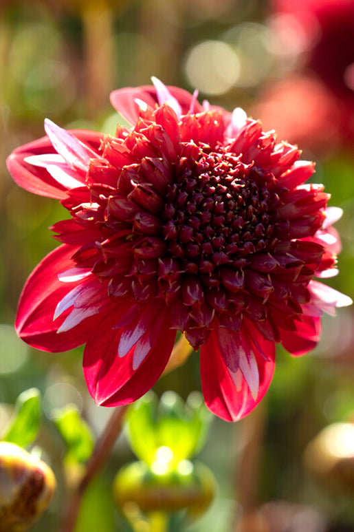 Buy Dahlia Speech Tubers