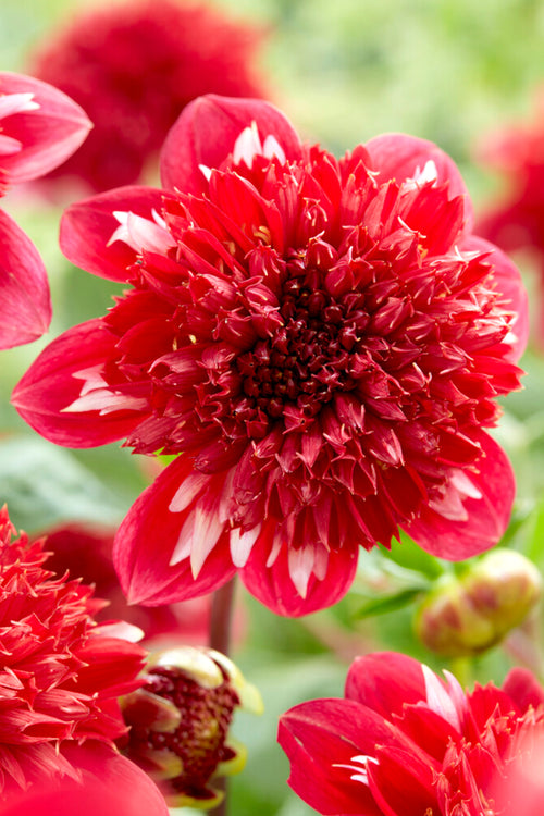 Dahlia Speech Tubers - DutchGrown