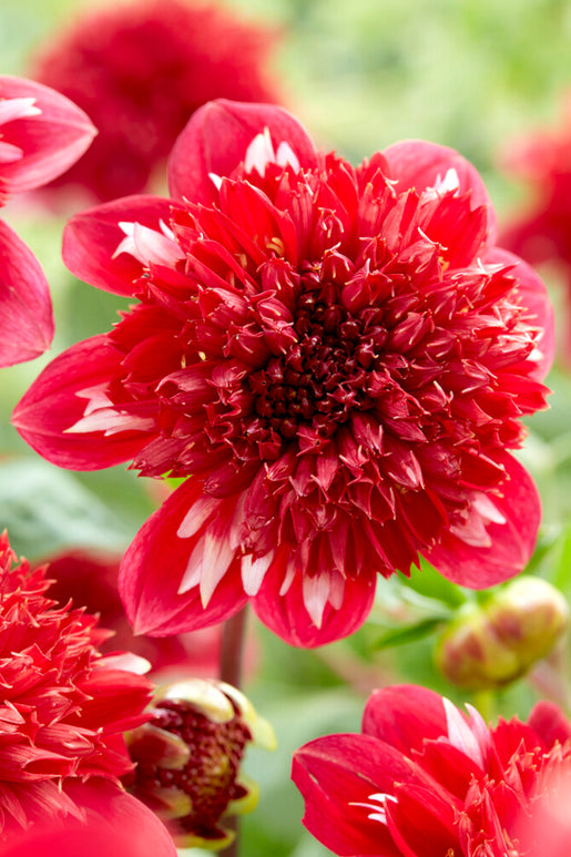 Dahlia Speech Tubers - DutchGrown