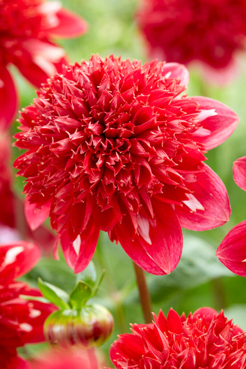 Dahlia Speech - Red Dahlia Tubers