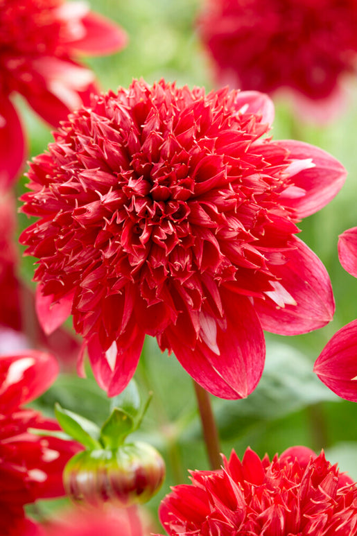 Dahlia Speech - Red Dahlia Tubers