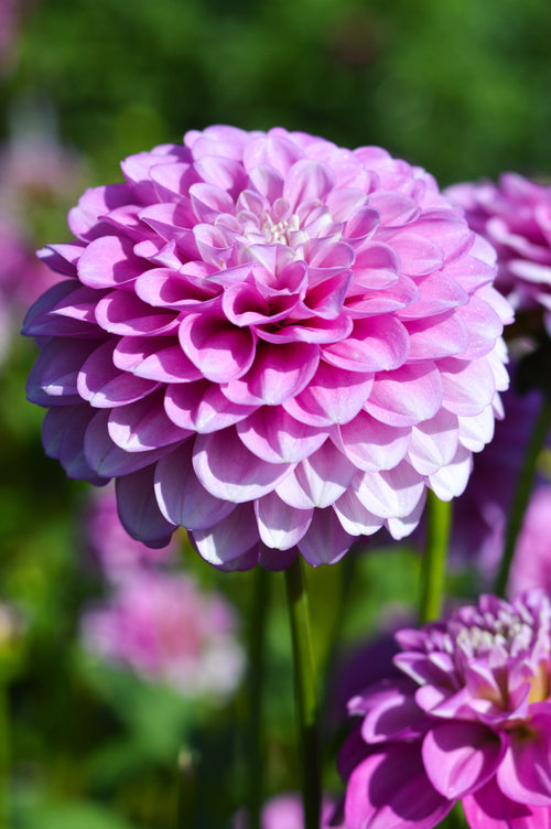 Dahlia Stolze von Berlin