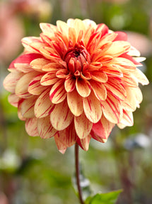 Dahlia Striped Nagano