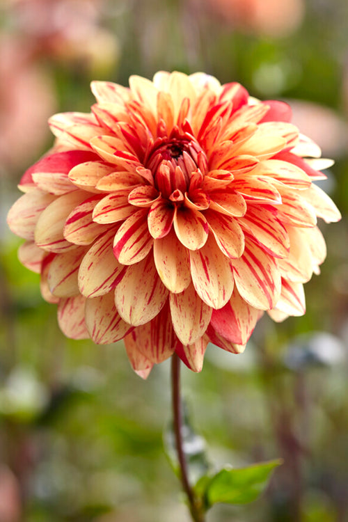Red/Orange Striped Dahlias - Dahlia Striped Nagano