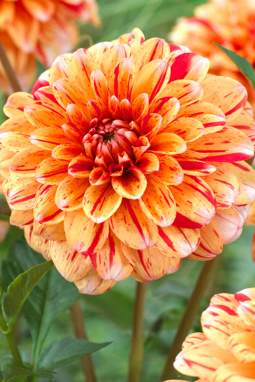 Dahlia Striped Nagano - DutchGrown