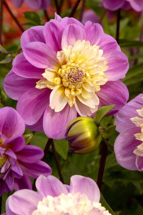 Dahlia Take Off Tubers