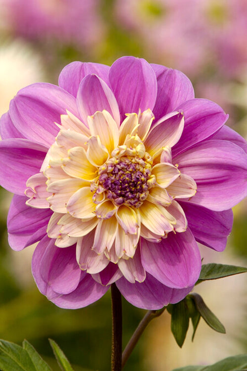 Buy Dahlia Take Off Tubers