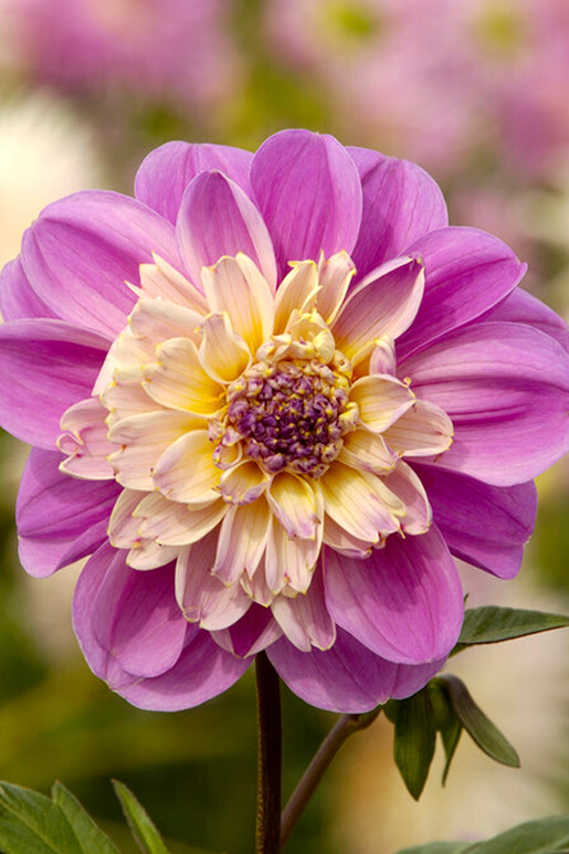 Buy Dahlia Take Off Tubers