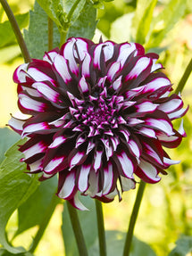 Dahlia Tartan