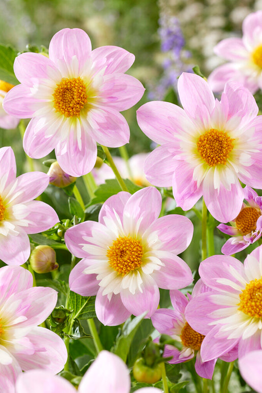 Dahlia Teesbrook Audrey Tubers