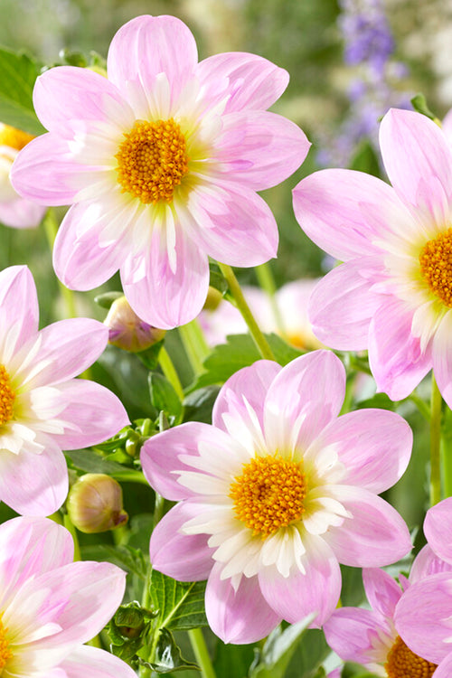 Dahlia Teesbrook Audrey