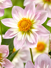 Dahlia Teesbrooke Audrey