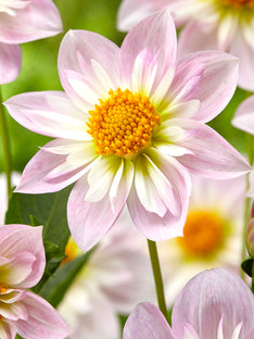 Dahlia Teesbrooke Audrey