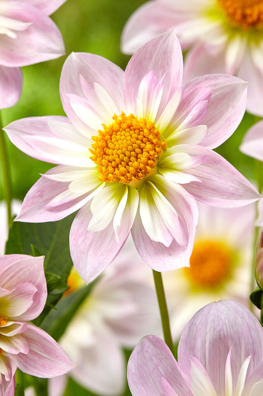 Buy Dahlia Teesbrook Audrey Tubers