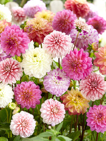 Dahlia Unique Pastel Mix
