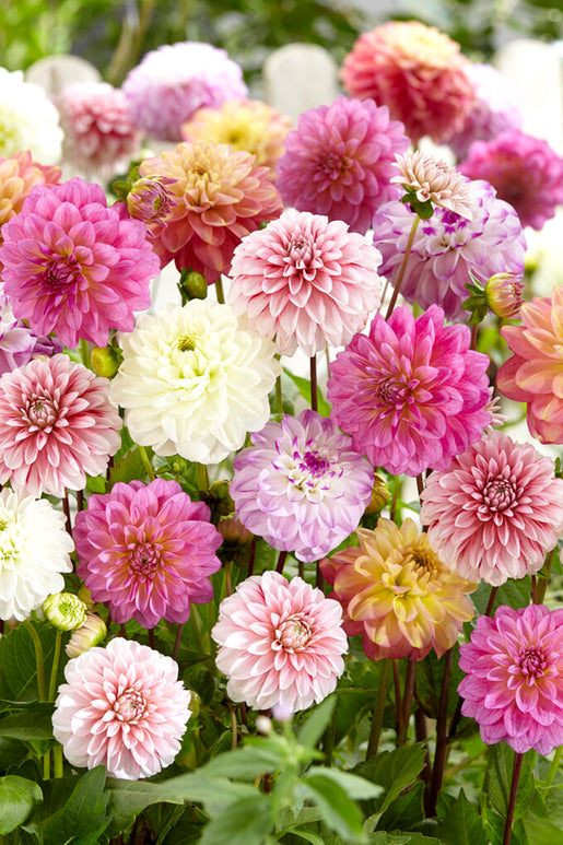 Dahlia Unique Pastel Mix