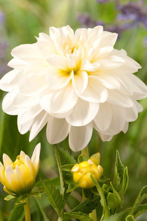 Buy Dahlia White Onesta Tubers