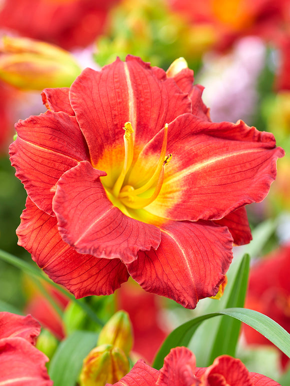 Day Lily Booby Ruby Roots