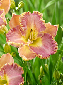 Daylily Lavender Tutu