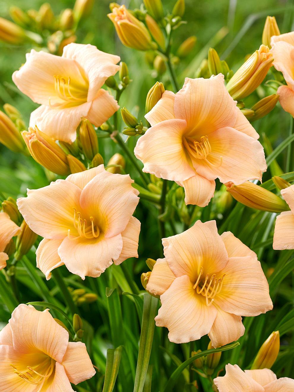 mini lily flower Daylily Mini Pearl - (Hemerocallis)