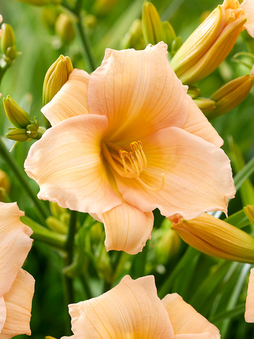 Daylily Mini Pearl