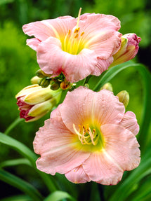 Daylily Soft Secrets