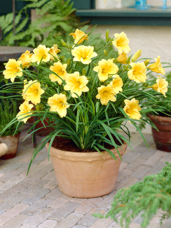Day Lily Stella D'oro Roots