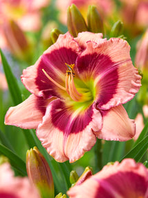 Daylily Strawberry Shake