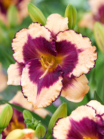 Daylily Tropical Surprise