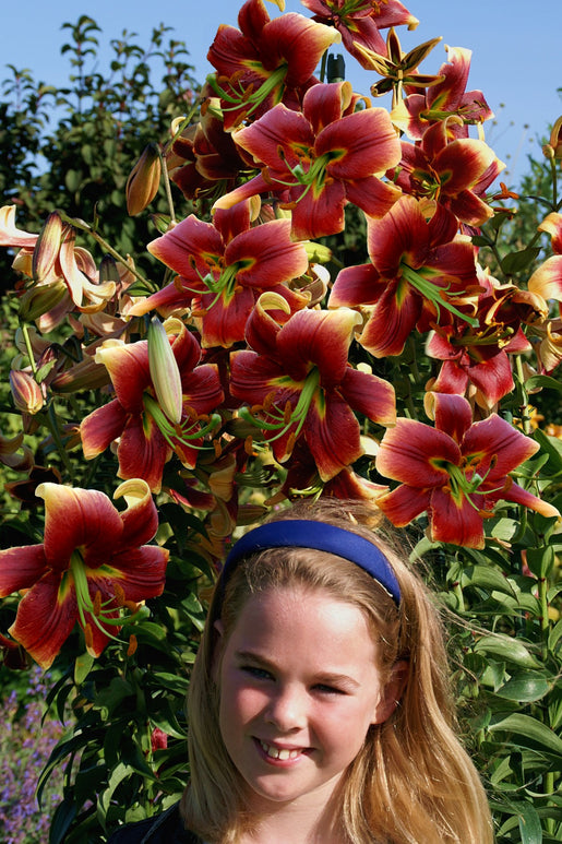 Debby Lily Flower Bulbs