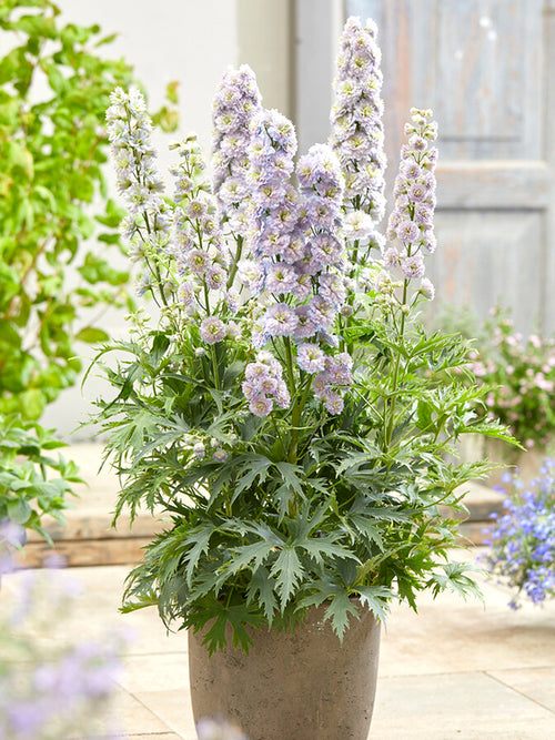 Delphinium Highlander Rainbow Sensation
