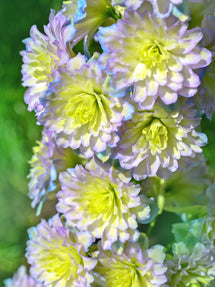 Delphinium Highlander Rainbow Sensation