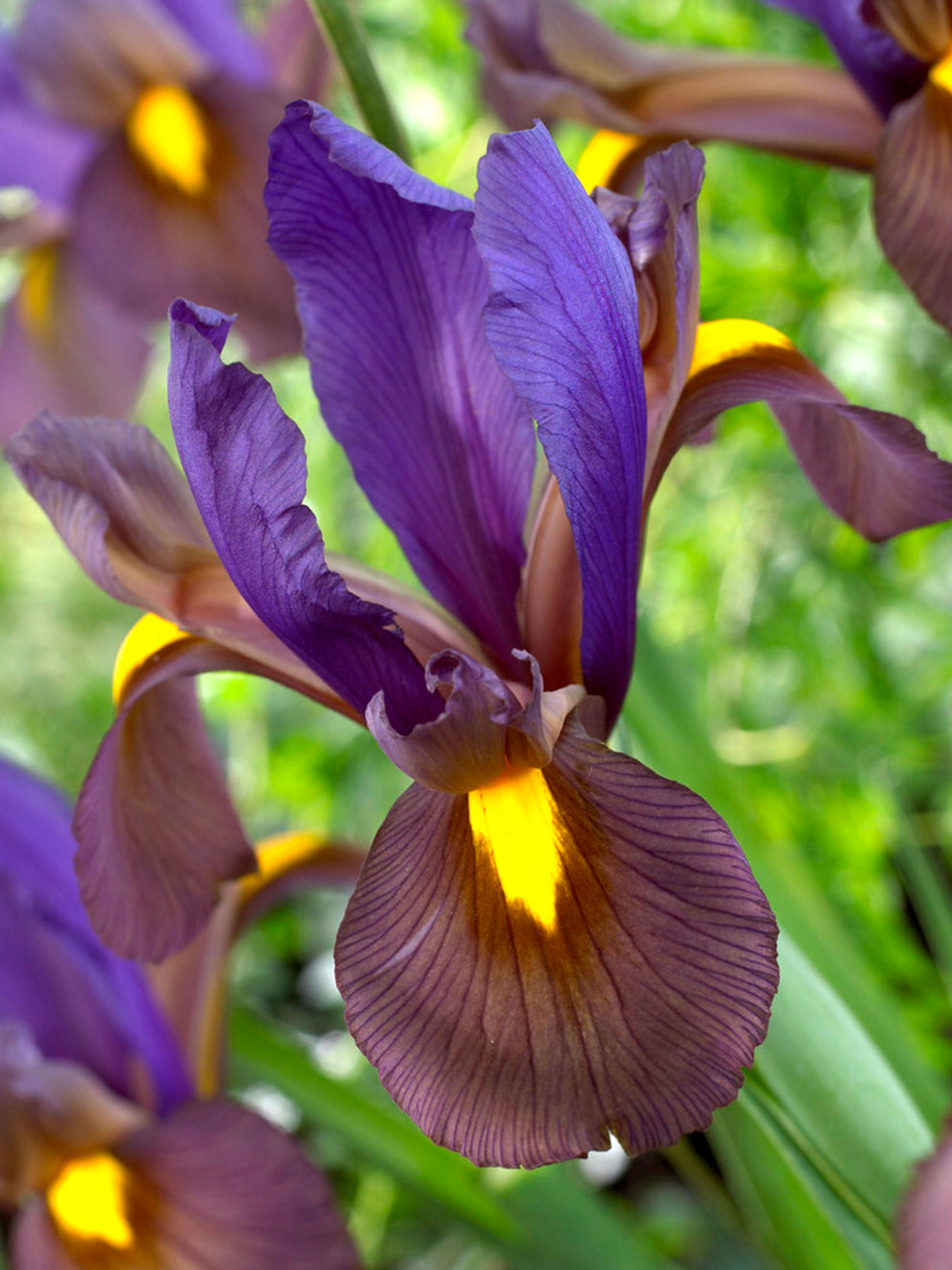 eye of the tiger lily Dutch Iris Eye Of The Tiger Bulbs, Purple - 25 Bulbs