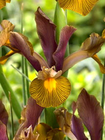 Dutch Iris Lion King