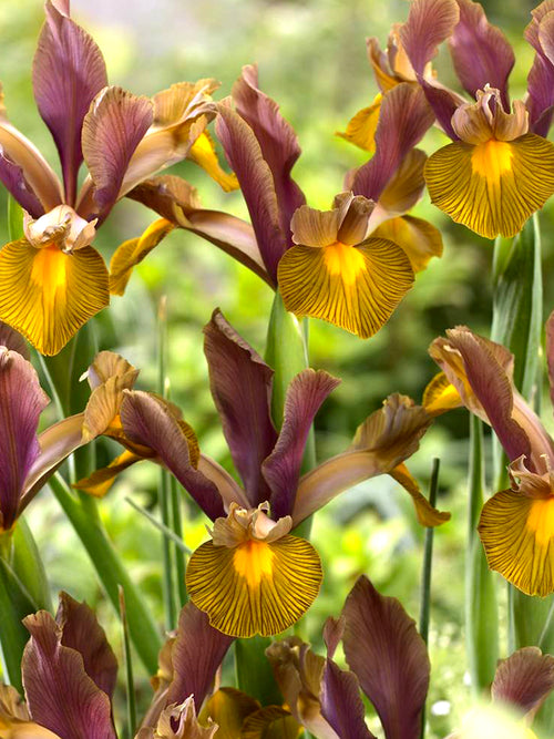 Dutch Iris Lion King Maroon Brown flower bulbs