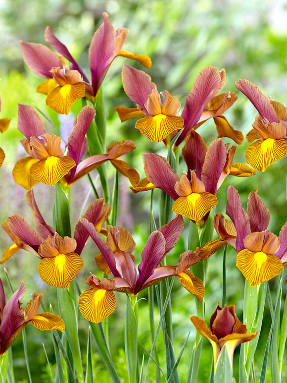 Dutch Iris Lion King USA by DutchGrown