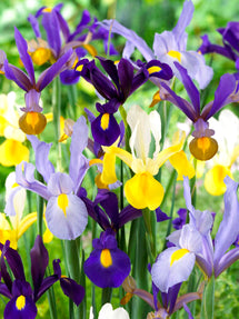 Dutch Iris Mixed
