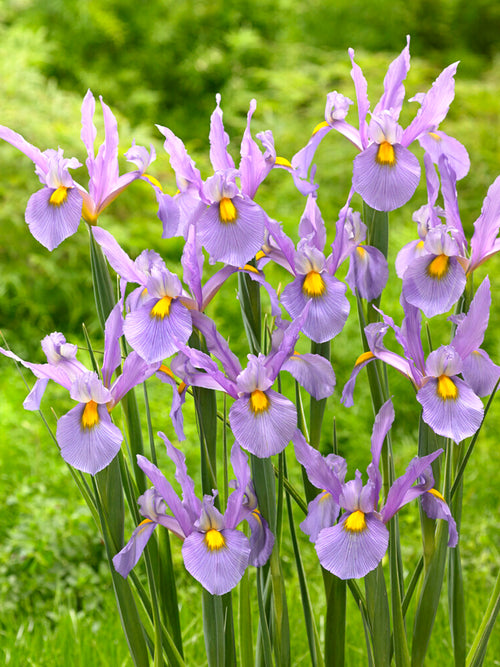 Dutch Iris Pink Panther bulbs