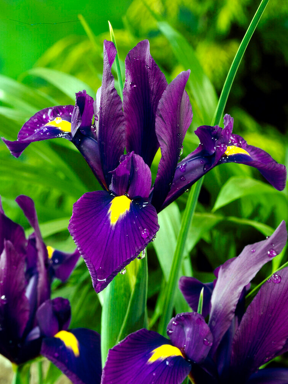 lavender iris flower Dutch Iris Purple Sensation Bulbs, Purple - 25 Bulbs