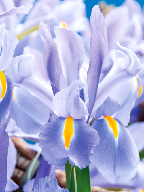 Light Blue Dutch Iris Sky Rocket