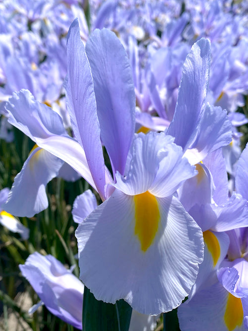 Silvery Blue Dutch Iris Sky Rocket