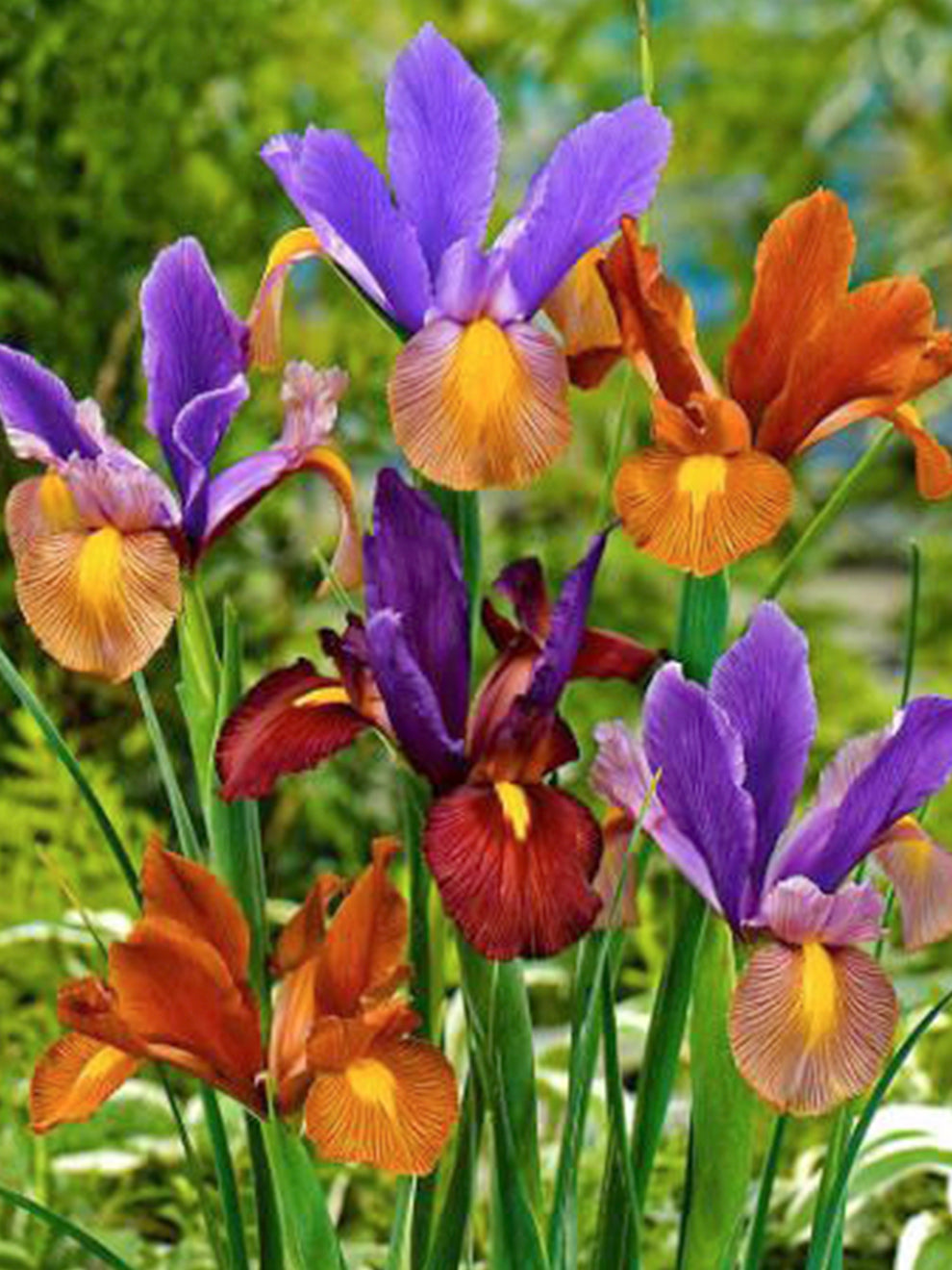 tiger lily iris Dutch Iris Tiger Mix Bulbs, Mixed - 25 Bulbs