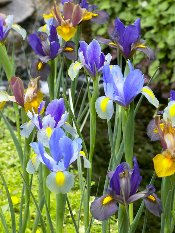 Dutch Iris Tiger Mix