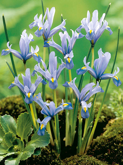Dwarf Iris Reticulata Cantab in the garden