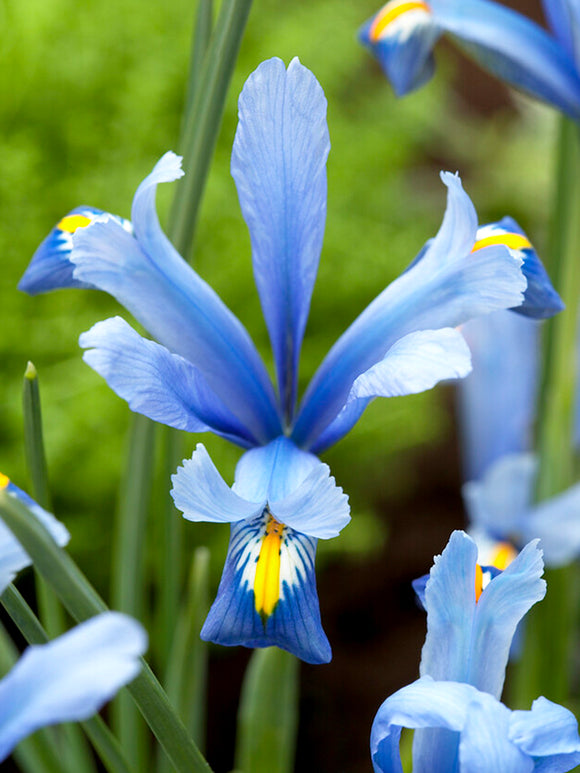 Dwarf Iris Reticulate Cantab - early spring bloomer