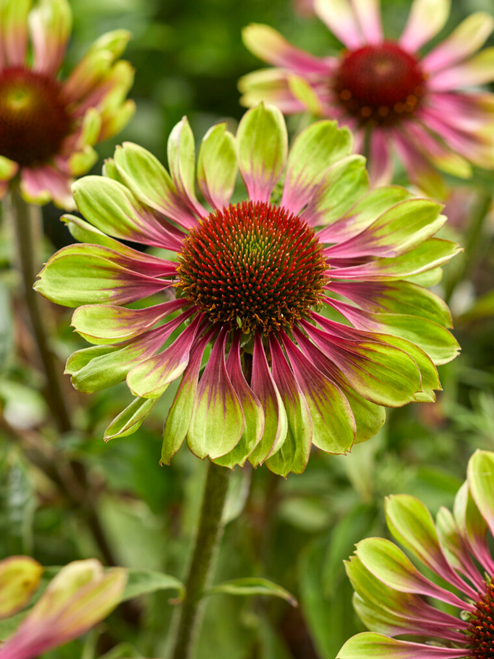 Echinacea Green Twister - Coneflower